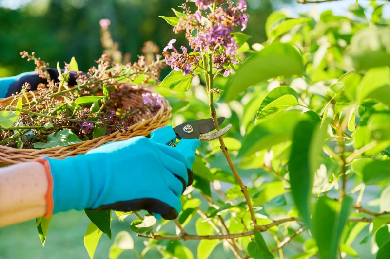 Arborvitae Pruning in Ventura County, CA